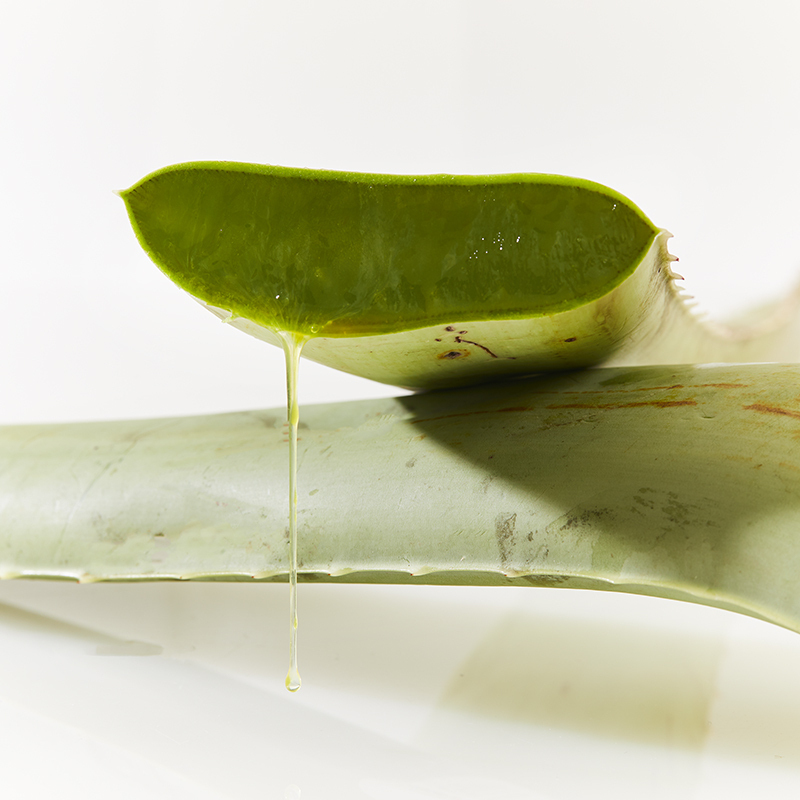 Image of Aloe Plant cut open, end exposed showing gel