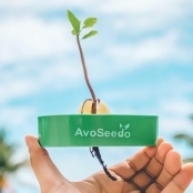 Avoseedo - Grow Your Own Avocado Tree Avoseedo - Grow Your Own Avocado Tree
