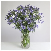 Organic Agapanthus Bouquet - flowers Organic Agapanthus Bouquet - flowers
