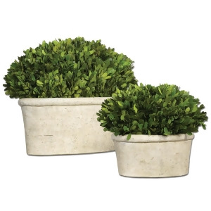 Set of 2 Oval Dome Preserved Boxwood Evergreen in Terracotta Planters 14 - All