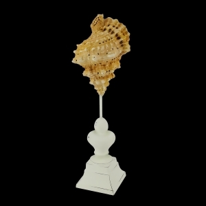 14 Beach Inspired Brown and Cream Seaside Seashell on Pedestal Finial Decoration - All