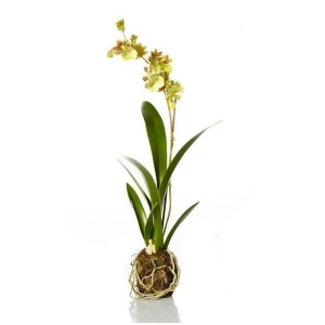 16.5 Decorative Artificial Green Silk Odontoglossum Orchid Drop Plant - All