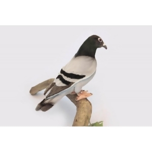 Pack of 3 Life-like Handcrafted Extra Soft Plush Pigeon Stuffed Animals 11.5 - All