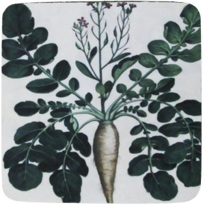 Pack of 8 Absorbent Antique Style Turnips Vegetable Print Cocktail Drink Coasters 4 - All