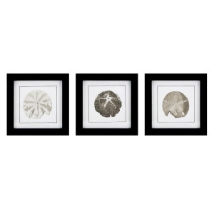 Set of 3 Sand Dollar Shell Wall In a Black Frame Decor 8.75 - All