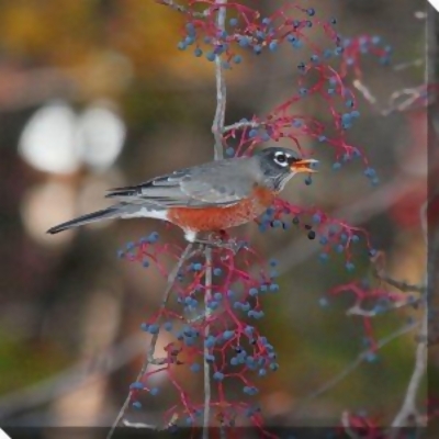 Gray and Red Robin in Autumn Outdoor Canvas Square Wall Art Decor 24