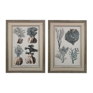 Sterling Industries Oversized Coral Species I Ii Fine Art Giclee Under Glass Washed Wood Washed Wood 151-008-S2 - All