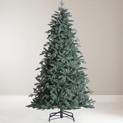 John Lewis & Partners Serbian Blue Spruce Unlit Christmas Tree, 7ft John Lewis & Partners Serbian Blue Spruce Unlit Christmas Tree, 7ft