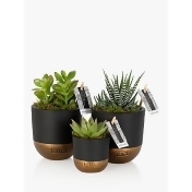 The Little Botanical Succulent Plant Gang The Little Botanical Succulent Plant Gang