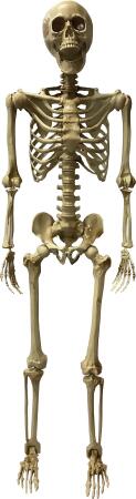 Deluxe 5' Posable Skeleton Decoration - 5'