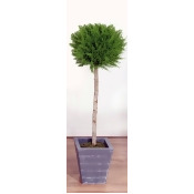 Artificial Cedar Single Ball Tree in Lead Look Planter - 120cm, Green Artificial Cedar Single Ball Tree in Lead Look Planter - 120cm, Green