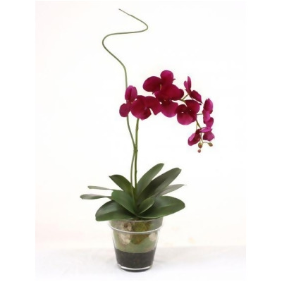 Distinctive Designs 17039B Waterlook Violet Phaleanopsis Orchid with Whip Grass in Glass Flower Pot Vase 
