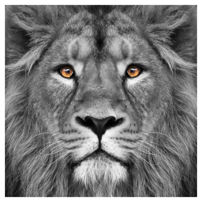 Empire Art King of the Jungle Lion Frameless Free Floating Tempered Glass Panel Graphic Wall Art 