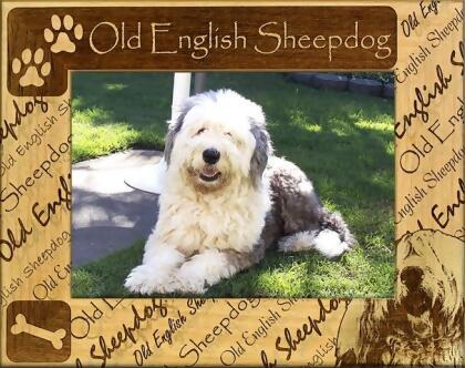 Old english outlet sheepdog shoes