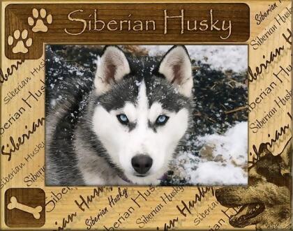 Giftworks Plus DBA0158 Siberian Husky- Alder Wood Frame- 4 x 6 In