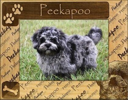Giftworks Plus DBA0129 Peekapoo- Alder Wood Frame- 4 x 6 In 