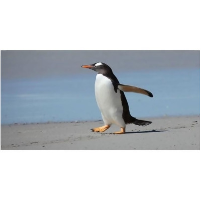212 Main LPO1069 Penguin on Beach Photo License Plate, Free Personalization on This Plate 