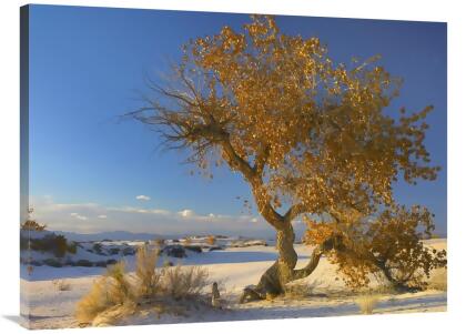 Global Gallery GCS-397179-3040-142 30 x 40 in. Fremont Cottonwood Tree Single Tree in Desert, White Sands National Monument, Chihuahuan Desert New Mexico Art Print - Tim Fitzharris 