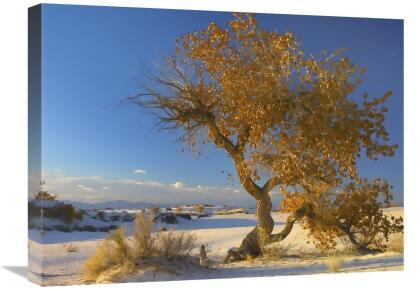 Global Gallery GCS-397179-1824-142 18 x 24 in. Fremont Cottonwood Tree Single Tree in Desert, White Sands National Monument, Chihuahuan Desert New Mexico Art Print - Tim Fitzharris 