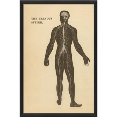 Artwork Factory 17843 EB Physiology Nervous System Framed Print 