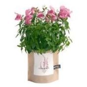 Potting Potting