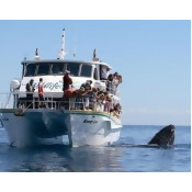 Whale Watching Cruise with Lunch, Melbourne - Phillip Island Whale Watching Cruise with Lunch, Melbourne - Phillip Island