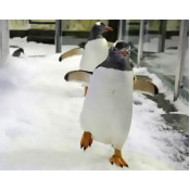SEA LIFE Melbourne Aquarium Penguin Passport SEA LIFE Melbourne Aquarium Penguin Passport