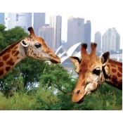 Taronga Zoo Entry and 2-day Sydney Harbour Hop on Hop off Cruise Pass Taronga Zoo Entry and 2-day Sydney Harbour Hop on Hop off Cruise Pass