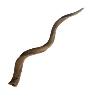 Blonde Curved Kudu Horn - All