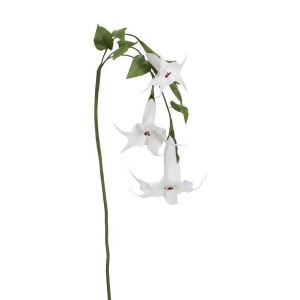 White Georgia Trumpet Flower - All