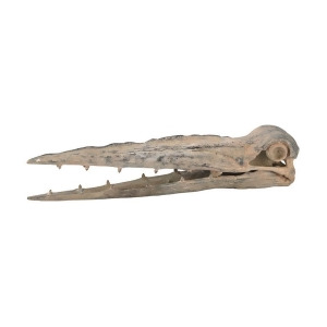 Guild Master 2182-003 Cretaceous Extinct Crocodile Skull - All