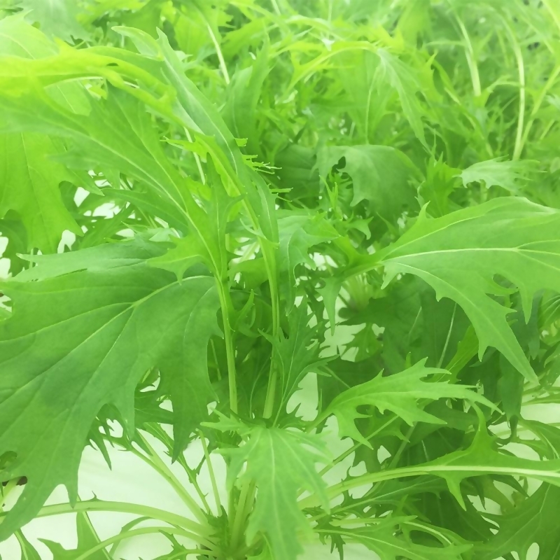 綠京都水菜from 微笑農夫 用心種菜at Shop Com Tw