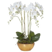 Phalaenopsis Orchid 82Cm Phalaenopsis Orchid 82Cm