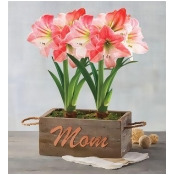 Mother's Day Apple Blossom Amaryllis Gift by Harry & David Mother's Day Apple Blossom Amaryllis Gift by Harry & David