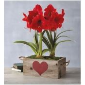 Valentine's Day Red Lion Amaryllis Double by Harry & David Valentine's Day Red Lion Amaryllis Double by Harry & David