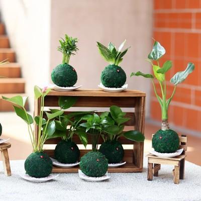 迎光開運綠苔玉(羅漢松/竹柏/發財樹/火鶴花/圓葉椒草/虎尾蘭/佛手芋/黃金葛 八種任選) 