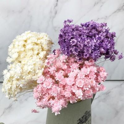 日本進口大地農園 小星花不凋花材 乾燥花圈乾燥花束節日花束手作素材室內擺飾from 松果購物at Shop Com Tw 日本進口大地農園 小星花不凋花材 乾燥花圈乾燥花束節日花束手作素材室內擺飾from 松果購物at Shop Com Tw