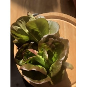 水耕生菜自選箱(免運費) 水耕生菜自選箱(免運費)