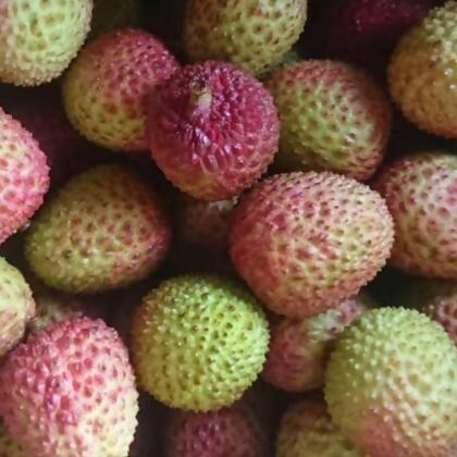 免運!【泰德選物】☀️☀️大樹鄉特產《玉荷包》預購 