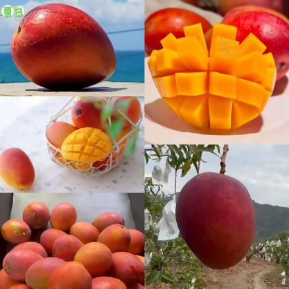 免運!【泰德選物】☀️☀️《屏東枋山愛文芒果》 