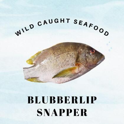 Wild Caught Sabah Blubberlip Snapper 