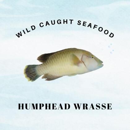 Wild Caught Sabah Humphead Wrasse 