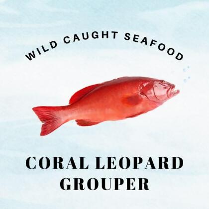 Wild Caught Sabah Leopard Coral Grouper 