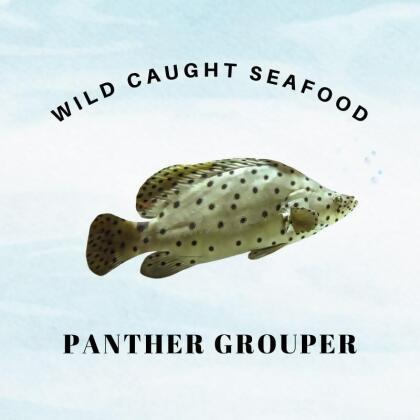 Wild Caught Sabah Panther Grouper 
