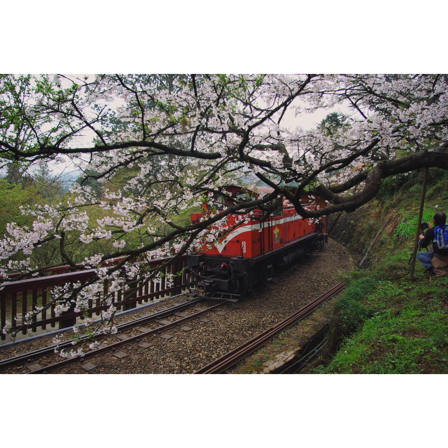 嘉義｜阿里山一日＆多日遊：阿里山小火車 · 祝山觀日行程 · 森林鐵路
