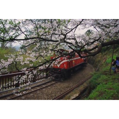 嘉義｜阿里山一日＆多日遊：阿里山小火車 · 祝山觀日行程 · 森林鐵路 