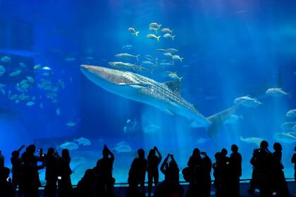 沖繩美麗海水族館門票 