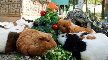 台南頑皮世界野生動物園門票 