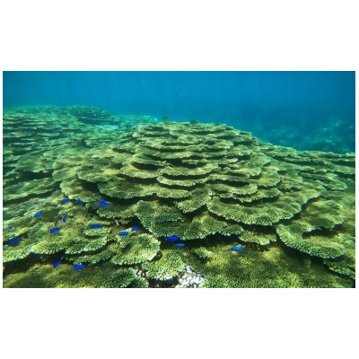 澎湖跳島: 東嶼坪珊瑚礁浮潛＆七美島一日遊 