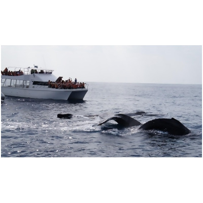 沖繩賞鯨之旅（含免費往返接送＆攝影） 